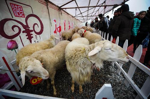 12月15日,數(shù)十頭湖羊在進(jìn)行展示。當(dāng)日,浙江省長(zhǎng)興縣呂山鄉(xiāng)為當(dāng)?shù)氐暮蝠B(yǎng)殖戶專門舉辦湖羊文化展示活動(dòng),包括湖羊展示、趕羊大賽、湖羊美食品嘗以及簽訂技術(shù)合作和市場(chǎng)供銷協(xié)議、頒發(fā)養(yǎng)殖戶補(bǔ)助資金等。呂山鄉(xiāng)是長(zhǎng)興縣傳統(tǒng)的湖羊養(yǎng)殖區(qū),已經(jīng)有數(shù)百年的養(yǎng)殖歷史。近年來(lái),當(dāng)?shù)卣ㄟ^(guò)出臺(tái)補(bǔ)助政策,引導(dǎo)養(yǎng)殖戶實(shí)行規(guī)模化、生態(tài)化養(yǎng)殖湖羊,養(yǎng)殖數(shù)量不斷增加。2012年呂山鄉(xiāng)有3000多戶人家飼養(yǎng)湖羊,總存欄3.5萬(wàn)頭,年產(chǎn)值3000多萬(wàn)元。為讓湖羊養(yǎng)殖更好地融入市場(chǎng),當(dāng)?shù)剡€注冊(cè)了商標(biāo),開展湖羊展示銷售活動(dòng),提升湖羊的知名度,讓養(yǎng)殖戶們發(fā)“羊財(cái)”。新華社記者 徐昱 攝