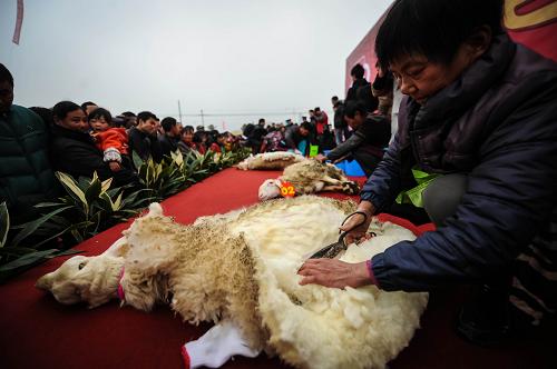 12月15日,參加者在活動(dòng)上進(jìn)行剪羊毛大賽。新華社記者 徐昱 攝