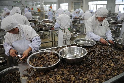 12月16日,平泉縣一家蘑菇加工企業(yè)的工作人員在分揀蘑菇。新華社發(fā)(王曉 攝)