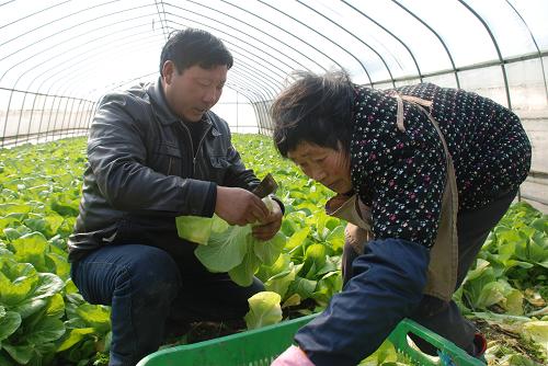 菜農(nóng)顧謹(左)和工人在蔬菜大棚里采摘青菜(1月19日攝)。51歲的顧謹是上海弘陽農(nóng)業(yè)公司青龍蔬菜基地的一名菜農(nóng)。這個基地在青浦,上海的遠郊。顧謹有30個棚,加起來約15畝地,全部種著青菜、雞毛菜等綠葉菜。他說,一天可以采摘50筐菜,1000斤左右。這需要他和妻子以及三個工人一起勞作10個小時左右。他說這個工作量并不大,和春節(jié)那陣子沒法比。 蛇年春節(jié)越來越近。再過幾天,顧謹就將迎來一年中最忙的時候。市民對蔬菜的旺需,會“逼”著他加班到夜里,夫妻倆也將連續(xù)第十個年頭留在上海過年。好在,今年父母和子女都會從老家來,一家人能夠團圓。新華社記者 許曉云 攝