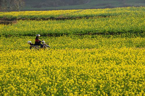 1月22日,一名騎車(chē)人從云南羅平成片盛開(kāi)的油菜花中經(jīng)過(guò)。正當(dāng)北國(guó)冰天雪地之時(shí),云南省羅平縣的80萬(wàn)畝油菜花近日成片綻放,散發(fā)出濃濃的春意。新華社發(fā)(毛虹 攝)