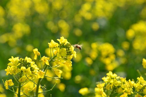 1月22日,一只蜜蜂在云南羅平盛開(kāi)的油菜花中飛舞。新華社發(fā)(毛虹 攝)
