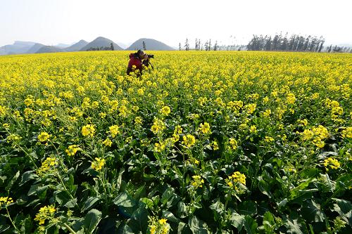 1月22日,一名攝影愛(ài)好者在拍攝云南羅平盛開(kāi)的油菜花。新華社發(fā)(毛虹 攝)