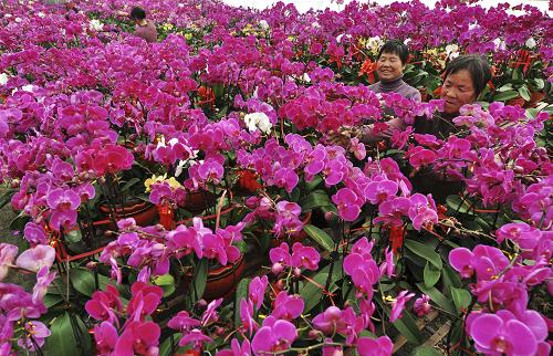 1月22日,山東省濱州市鄒平縣好生鎮(zhèn)花農(nóng)在整理準(zhǔn)備銷售的蝴蝶蘭。新華社發(fā)(董乃德 攝)