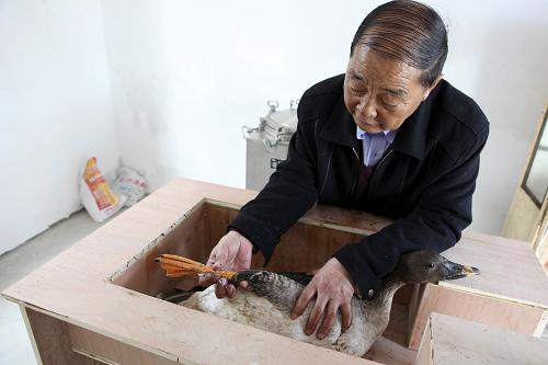2月1日,在中國鄱陽湖候鳥救治醫(yī)院手術(shù)室,院長李春如為一只正在痊愈的豆雁復(fù)查。新華社發(fā)(傅建斌 攝)