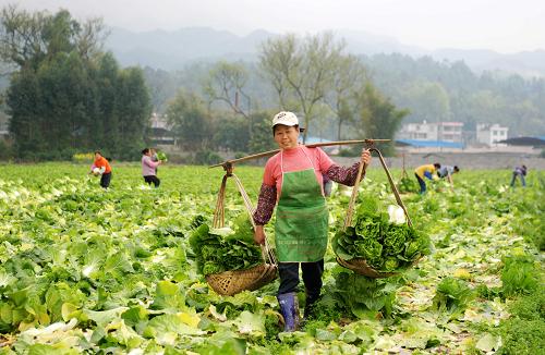 3月1日,廣西融水縣小榮村農(nóng)民在田間搶收白菜。近年來,廣西做大做強蔬菜產(chǎn)業(yè),面積規(guī)模1000畝(大棚200畝)以上的蔬菜種植企業(yè)現(xiàn)已超百家,成為穩(wěn)定我國北方市場蔬菜供應(yīng)的重要基地。廣西壯族自治區(qū)農(nóng)業(yè)廳的統(tǒng)計顯示:去年廣西蔬菜產(chǎn)量2245萬噸,產(chǎn)值240億元。蔬菜產(chǎn)業(yè)已經(jīng)成為廣西繼糧食、糖料蔗之后,又一年產(chǎn)值超百億元的產(chǎn)業(yè)。新華社記者 張愛林 攝