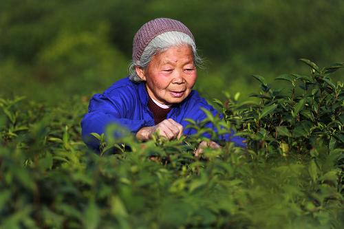 3月18日,當(dāng)?shù)貗D女在九江市廬山區(qū)南山茶廠有機(jī)茶葉基地?fù)尣纱翰?。新華社發(fā)(張海巖 攝)
