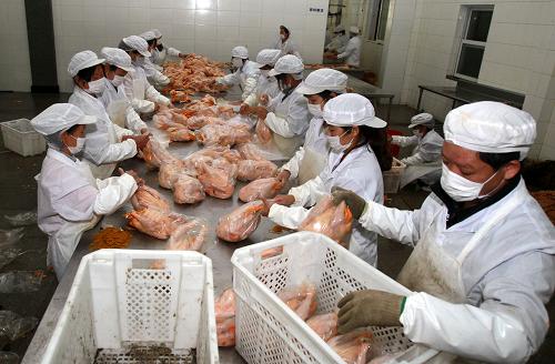 4月14日,工作人員正將已經(jīng)加工好的肉雞進(jìn)行包裝和裝箱。新華社記者 裴鑫 攝