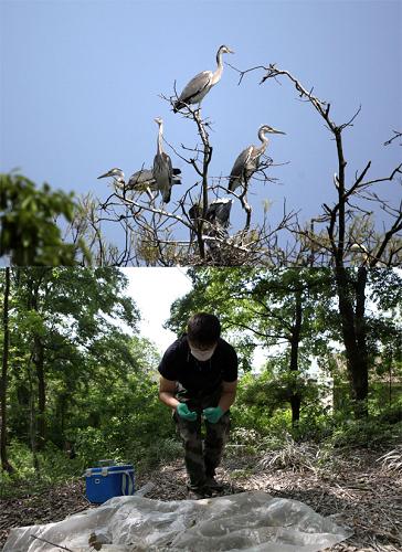 上圖是2013年4月15日在江西省鄱陽(yáng)湖畔都昌縣蘇山鄉(xiāng)達(dá)子咀村拍攝的枝頭棲息的蒼鷺;下圖是2013年4月15日,中國(guó)人民解放軍軍事醫(yī)學(xué)科學(xué)院專家在該村對(duì)夏候鳥(niǎo)糞便進(jìn)行取樣(拼版圖片)。日前,江西鄱陽(yáng)湖保護(hù)區(qū)為做好候鳥(niǎo)遷徙安全和疫病監(jiān)控工作,采取高密度、高強(qiáng)度的監(jiān)測(cè)措施,組織開(kāi)展野生鳥(niǎo)類(lèi)樣品采集與檢測(cè)等緊急流行病學(xué)調(diào)查,并警示公眾遠(yuǎn)離野生動(dòng)物。同時(shí),保護(hù)區(qū)內(nèi)的各個(gè)保護(hù)站每天安排護(hù)鳥(niǎo)員巡湖,將疫病監(jiān)控工作覆蓋全湖區(qū)。 新華社發(fā)(傅建斌 攝)