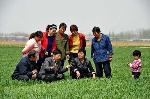 4月15日,泊頭市蔬寶農(nóng)業(yè)專業(yè)合作社理事長黃丙欣(前左二)在給雇工講解小麥管理的注意事項(xiàng)。新華社記者 楊世堯攝
