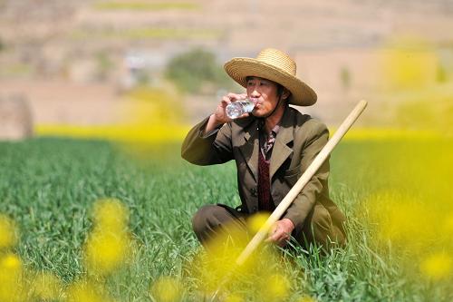 4月16日,在甘肅省甘谷縣大石鄉(xiāng)咸川村,村民張炳元在麥地里喝水解渴。今年4月以來(lái),甘肅各地旱情持續(xù)加重。在甘肅省甘谷縣,5個(gè)月以來(lái)的降雨量?jī)H為6.6毫米,高溫和旱情均為幾十年不遇。為了保證農(nóng)村人畜飲水,當(dāng)?shù)爻浞职l(fā)揮2011年底投入使用的甘谷縣西北部農(nóng)村飲水安全工程的作用,各水站泵房組織專門(mén)力量,對(duì)2700多公里的主管網(wǎng)線路和入戶設(shè)備進(jìn)行檢查維護(hù),對(duì)水源保障能力和調(diào)度方案及時(shí)做出調(diào)整,加大了日凈水量和出水量,確保了當(dāng)?shù)亟?0萬(wàn)山區(qū)群眾的飲水安全。新華社記者 陳斌 攝