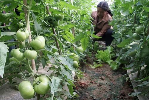 4月16日,在河北永年京山育苗專業(yè)合作社蔬菜種植大棚,菜農(nóng)在對西紅柿進(jìn)行日常管理。河北省永年縣京山育苗專業(yè)合作社是一個集蔬菜育種、技術(shù)服務(wù)、加工配送為一體的農(nóng)民合作組織。自2007年12月成立以來,合作社完善生產(chǎn)經(jīng)營模式,并積極引進(jìn)抗病、高產(chǎn)、優(yōu)質(zhì)、商品性好的國內(nèi)外優(yōu)良蔬菜品種。合作社先后吸納社員130戶,輻射帶動周邊村莊1000余戶,年育苗量1500萬株,并建成試驗(yàn)示范標(biāo)準(zhǔn)化蔬菜生產(chǎn)基地2200余畝,成員戶均年純收入近2萬元。新華社發(fā)(朱旭東攝)