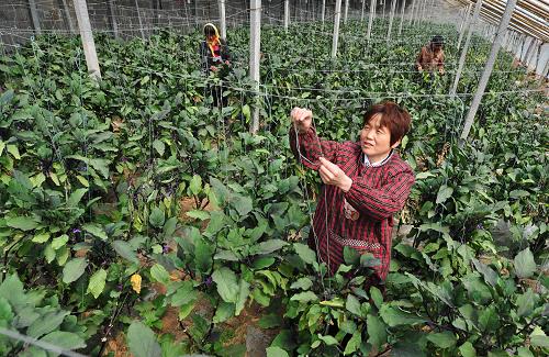 4月18日,王玲(前)在農(nóng)場(chǎng)的蔬菜大棚里和工人一起管理菜苗。從2010年起,山東濱州市鄒平縣青陽(yáng)鎮(zhèn)西阿陀村的農(nóng)民王玲依托十多年經(jīng)營(yíng)麻雞的基礎(chǔ),在村外600多畝的山地建起了包括蔬菜生產(chǎn)、苗木種植、雞苗供養(yǎng)、麻雞營(yíng)銷、中藥材種植、珍禽養(yǎng)殖、糧食生產(chǎn)等近十項(xiàng)農(nóng)業(yè)項(xiàng)目的山坡家庭農(nóng)場(chǎng),走上了一條探索新型農(nóng)業(yè)生產(chǎn)形式的道路。王玲的農(nóng)場(chǎng)采用“公司+合作社+養(yǎng)殖戶”、“農(nóng)場(chǎng)+公司”等多種合作模式,每年向分布在北方各省的500余家養(yǎng)殖戶供應(yīng)150余萬(wàn)只雞苗,并按時(shí)對(duì)養(yǎng)殖戶的成品雞進(jìn)行回收;同時(shí)為合作的6家企業(yè)供應(yīng)苗木、蔬菜等農(nóng)產(chǎn)品,實(shí)行養(yǎng)殖項(xiàng)目和種植項(xiàng)目技術(shù)和資金的優(yōu)勢(shì)互補(bǔ),并以規(guī)模、技術(shù)和資金等優(yōu)勢(shì)帶動(dòng)周邊農(nóng)民進(jìn)行配套生產(chǎn)和種植,使得山坡家庭生態(tài)農(nóng)場(chǎng)煥發(fā)勃勃生機(jī),走上良性循環(huán)發(fā)展之路。新華社發(fā)(董乃德 攝)