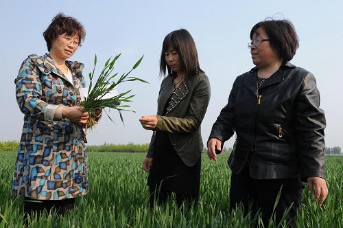 5月3日,在河北省深州市大堤鎮(zhèn)麥田,當(dāng)?shù)剞r(nóng)業(yè)局技術(shù)站工作人員在察看苗情。當(dāng)前正值華北麥區(qū)小麥抽穗期,河北省深州市農(nóng)業(yè)部門(mén)技術(shù)人員及時(shí)加強(qiáng)苗情監(jiān)測(cè)并指導(dǎo)農(nóng)民進(jìn)行科學(xué)管理。新華社記者 王民 攝