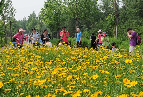 6月11日,游客在北京南海子公園游玩。北京市南海子公園位于北京城南中軸延長線,地處北京主城區(qū)、亦莊新城和未來大興新城中間的核心地帶,是北京四大郊野公園之一,也是北京市最大的濕地公園。據(jù)了解,南海子地區(qū)曾是北京城市一處面積龐大的生活垃圾和建筑垃圾非正規(guī)填埋場,廢水橫流,垃圾成山,周邊空氣、土壤和地下水受到嚴(yán)重污染。2010年,北京市按照生態(tài)保護的規(guī)劃要求,對南海子地區(qū)的廢棄池、垃圾場、水體、土壤進(jìn)行整體生態(tài)整治,采用挖湖堆山、引水入園、植樹種草、再現(xiàn)文化等方式進(jìn)行景觀再造與生態(tài)更新,重點建設(shè)了濕地景觀、生態(tài)休閑等功能區(qū),突出歷史文化特色,徹底改變了原來垃圾遍地、臨建滿街的面貌,使這里變成了一個鳥語花香、水清林茂的綜合生態(tài)公園勝景。新華社發(fā)(王振 攝)