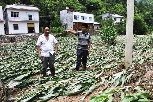 6月22日,巫山縣騾坪鎮(zhèn)義和村村民在沖毀的玉米地里查看災(zāi)情。新華社發(fā)(王忠虎 攝)