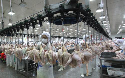 6月24日,工人在山東省沂南縣一食品公司肉雞分割流水線工作。該企業(yè)目前日屠殺肉雞10萬(wàn)只,恢復(fù)到疫情發(fā)生前的產(chǎn)量。H7N9禽流感疫情發(fā)生后,山東省臨沂市沂南縣開發(fā)區(qū)的肉雞屠宰加工企業(yè)一度出現(xiàn)滯銷減產(chǎn)。由于國(guó)家及時(shí)出臺(tái)加大對(duì)家禽養(yǎng)殖業(yè)的政策扶持,當(dāng)?shù)仄髽I(yè)得以成功渡過(guò)難關(guān),逐漸恢復(fù)到疫情發(fā)生前的產(chǎn)量。新華社發(fā)(杜昱葆 攝)