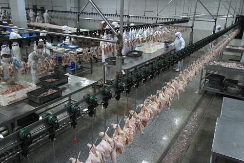 6月24日,工人在山東省沂南縣一食品公司肉雞分割流水線工作。該企業(yè)目前日屠殺肉雞10萬(wàn)只,恢復(fù)到疫情發(fā)生前的產(chǎn)量。新華社發(fā)(杜昱葆 攝)
