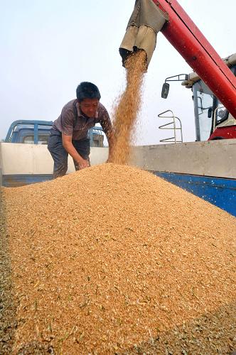 山東省濱州市鄒平縣明集鎮(zhèn)農(nóng)民在收獲小麥(6月20日攝)。新華社發(fā)(董乃德 攝)