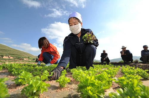 6月28日,在西吉縣吉強鎮(zhèn)南川萬畝西芹種植基地內,當?shù)胤N植戶在給西芹除草。為轉變國家級貧困縣農業(yè)經(jīng)濟發(fā)展方式,寧夏西海固地區(qū)的西吉縣自2008年以來不斷擴大西芹種植面積。目前,全縣西芹種植面積近8萬畝,總產(chǎn)量超過60萬噸,實現(xiàn)銷售收入超過6億元,農民人均西芹產(chǎn)業(yè)收入占農民人均純收入的11.5%。2012年成功注冊“西吉芹菜”商標。新華社記者 彭昭之攝
