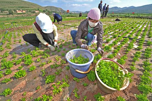 6月28日,在西吉縣吉強鎮(zhèn)南川萬畝西芹種植基地內,當?shù)胤N植戶在給西芹除草。新華社記者 彭昭之攝