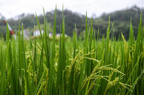 8月21日,臺(tái)州市天臺(tái)縣麗澤鄉(xiāng)的一處稻田沐浴在雨水中。新華社記者 徐昱 攝