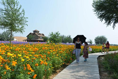 游客在地處騰格里沙漠邊緣的寧夏中衛(wèi)市金沙島旅游景區(qū)內(nèi)游玩(8月22日攝)。目前,中衛(wèi)沙漠旅游每年接待的游客人數(shù)超過100萬人次,帶來綜合收入超過4億元。新華社記者 王全超 攝