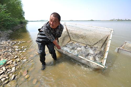 在寧夏回族自治區(qū)中衛(wèi)市騰格里沙漠地區(qū)的騰格里湖,工作人員在捕撈鮮魚(8月22日攝)。騰格里湖的1萬余畝水產(chǎn)養(yǎng)殖區(qū),每年的鮮魚產(chǎn)量達500余噸。新華社記者 彭昭之 攝