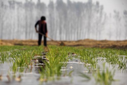 10月18日,河南省安陽市內(nèi)黃縣城關(guān)鎮(zhèn)的農(nóng)民在給小麥澆灌“蒙頭水”。新華社發(fā)(劉肖坤 攝)