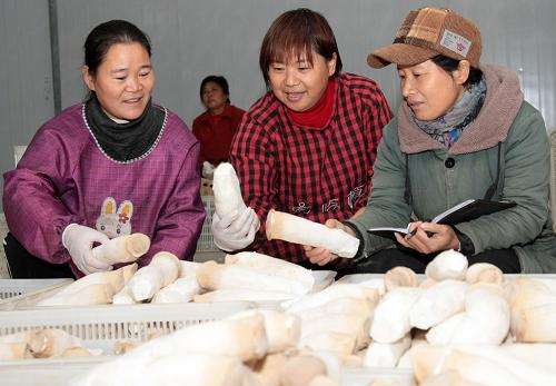 11月3日,棗莊市永安鄉(xiāng)農(nóng)民在食用菌包裝車間對已分級的杏鮑菇進(jìn)行質(zhì)檢。