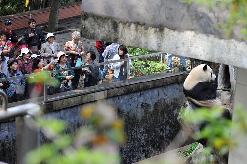2009年3月12日,一隊(duì)臺(tái)灣游客在福州大熊貓研究中心參觀。 受兩岸“三通”和大陸贈(zèng)臺(tái)大熊貓?jiān)谂_(tái)灣廣受歡迎的共同推動(dòng),來大陸觀看大熊貓的臺(tái)灣游客數(shù)量增多。新華社記者 姜克紅 攝