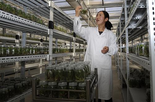 工作人員在寧夏六盤山(隆德)花卉研究所查看切花百合的組培脫毒苗(3月8日攝)。新華社發(fā)(李然 攝)