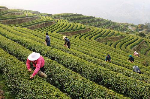 3月12日,浙江省文成縣九龍山茶場的茶農(nóng)在采茶。 隨著氣溫回暖,九龍山茶場千畝春茶陸續(xù)開采,茶園里一片繁忙。 新華社發(fā)(雷忠義 攝)