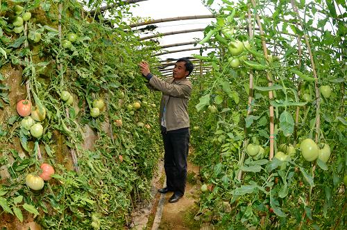 5月6日,撫寧縣茶棚村村民殷佐海在大棚內(nèi)給西紅柿秧打杈。 近年來,河北省撫寧縣在推進(jìn)農(nóng)業(yè)結(jié)構(gòu)調(diào)整過程中,引導(dǎo)農(nóng)民種植綠色無公害蔬菜,采取項(xiàng)目扶持,規(guī)?;?biāo)準(zhǔn)化、產(chǎn)業(yè)集群化發(fā)展,讓農(nóng)民獲得實(shí)惠。據(jù)了解,目前該縣綠色無公害蔬菜種植面積達(dá)31.7萬畝,年產(chǎn)蔬菜122.3萬噸,產(chǎn)值達(dá)21.5億元。 新華社記者楊世堯攝