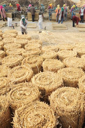 11月22日,江蘇省贛榆縣墩尚鎮(zhèn)農(nóng)民在加工草簾制品。江蘇省贛榆縣農(nóng)民充分利用冬閑時(shí)間大力實(shí)施秸稈綜合利用,目前已形成收購(gòu)、加工、銷售一條龍產(chǎn)業(yè)鏈。該縣利用秸稈所制作的草簾、草繩等銷往山東、安徽、河南等10多個(gè)省市,創(chuàng)造了可觀的經(jīng)濟(jì)效益。新華社發(fā)(耿玉和 攝)