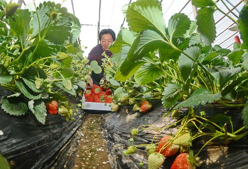1月14日,郝宋莊村農(nóng)民湯翠蘭在自家大棚內(nèi)采摘草莓。 近年來,河北省昌黎縣城郊區(qū)政府引導(dǎo)農(nóng)民變冬閑為冬忙,栽種優(yōu)質(zhì)草莓,取得良好經(jīng)濟效益。據(jù)介紹,目前昌黎縣城郊區(qū)已形成以郝宋莊、馬鐵莊、劉李莊為軸心的3個種植區(qū),輻射帶動全區(qū)近20個村種植草莓,面積達6000多畝,草莓種植戶每年每畝純收入達5萬多元。其中,郝宋莊村還憑借種植草莓躋身全國“一村一品”示范村行列。新華社記者 楊世堯 攝