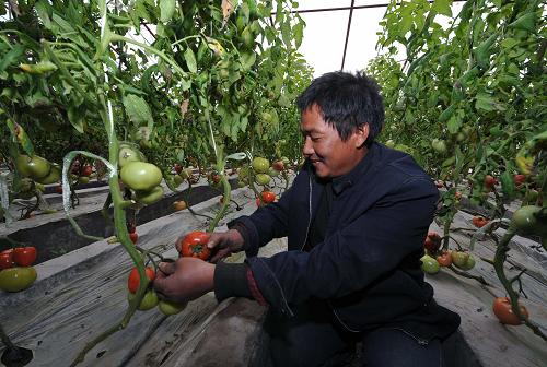 阿克陶縣農(nóng)民李鋼鋒在自己的戈壁溫室大棚內(nèi)采摘西紅柿(2月24日攝)。新華社記者 趙戈 攝