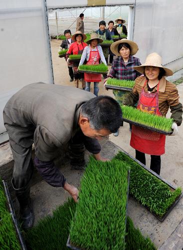 4月11日,浙江義烏市農(nóng)民將育好的秧苗裝車運(yùn)往田間插種。 眼下正是早稻插播季節(jié),義烏市農(nóng)民抓住當(dāng)前有利時(shí)機(jī)在田間忙著翻耕、施肥、插秧,處處呈現(xiàn)出春耕春播的繁忙景象。 新華社發(fā)(張建成 攝)