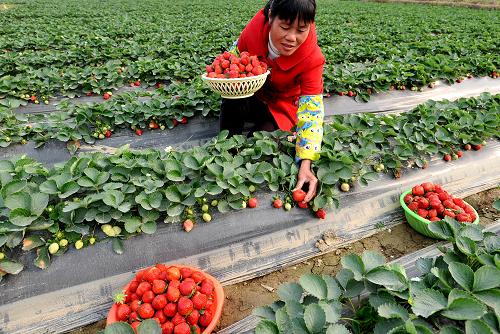 12月17日,在廣西平果縣坡造鎮(zhèn)綠德村歸德屯,40歲的壯族村民張麗花在采摘草莓,準(zhǔn)備上市出售。 當(dāng)日,廣西百色市平果縣坡造鎮(zhèn)綠德村歸德屯草莓上市開秤,賣價(jià)達(dá)每公斤20元,比去年同期高出4元。 每年12月,廣西草莓陸續(xù)成熟上市,滿足各地元旦、春節(jié)水果市場供應(yīng),成為當(dāng)?shù)剞r(nóng)民增收的一條重要途徑。 新華社發(fā)(羅郅肯 攝)