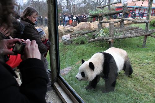 2月18日,在法國中部圣艾尼昂市的博瓦勒野生動物園,參觀者隔窗拍攝大熊貓。新華社記者 唐霽 攝