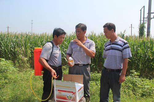 8月15日,河北省霸州市農(nóng)技人員在指導(dǎo)農(nóng)民正確使用藥品防治粘蟲(chóng)。 入夏以來(lái),氣候極端異常,病蟲(chóng)害偏重發(fā)生,特別是粘蟲(chóng)在河北、內(nèi)蒙古、吉林、黑龍江、遼寧、天津等地暴發(fā)危害,累計(jì)發(fā)生面積近5000萬(wàn)畝。同時(shí),南方中晚稻和東北一季稻區(qū)稻飛虱、稻瘟病等病蟲(chóng)害發(fā)生程度也重于常年,已累計(jì)發(fā)生3億畝次。目前各地作物正處于產(chǎn)量形成的關(guān)鍵時(shí)期,也是病蟲(chóng)防控的重要時(shí)期。面對(duì)當(dāng)前部分地區(qū)農(nóng)作物病蟲(chóng)害加重發(fā)生的態(tài)勢(shì),農(nóng)業(yè)部部長(zhǎng)韓長(zhǎng)賦14日對(duì)病蟲(chóng)防控工作進(jìn)行再部署,要求各級(jí)農(nóng)業(yè)部門(mén)加強(qiáng)監(jiān)測(cè),加大防控力度,強(qiáng)化措施落實(shí),做到早預(yù)警、早準(zhǔn)備、早防控,堅(jiān)決打贏秋季病蟲(chóng)防控攻堅(jiān)戰(zhàn),全力奪取秋糧豐收。 新華社發(fā)(徐巍 攝)
