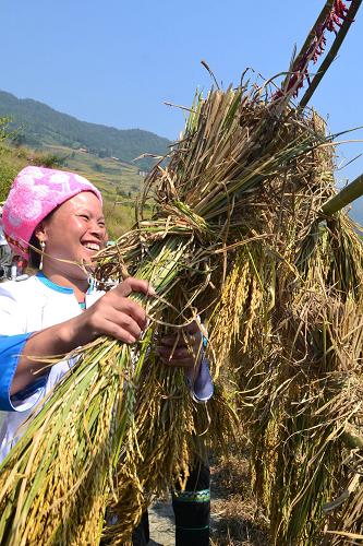 10月2日,在廣西桂林市龍勝各族自治縣和平鄉(xiāng)龍脊村,幾位村民在晾曬沒有脫粒的禾把。當(dāng)日,廣西桂林市龍勝各族自治縣和平鄉(xiāng)龍脊村舉辦2012年龍脊金秋梯田文化旅游節(jié),當(dāng)?shù)馗髯逋椠埼瑾{、收割稻谷、晾曬糧食、搶抓田魚,和在國慶黃金周來旅游觀光的游客一起,在歡聲笑語中慶祝龍脊五谷豐登又一秋。新華社發(fā)(謝倫干 攝)