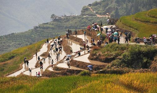 10月2日,在廣西桂林市龍勝各族自治縣和平鄉(xiāng)龍脊村,村民在剛剛收割稻谷的田間抓魚。新華社記者 陸波岸 攝