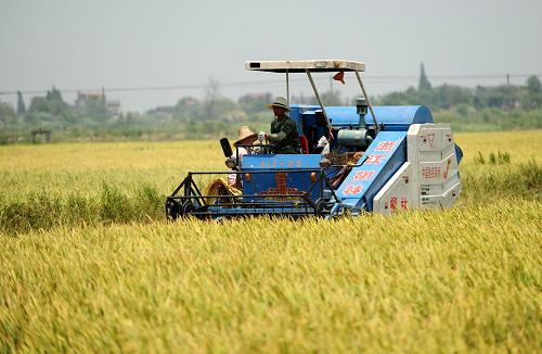 一臺收割機(jī)在江西新建縣聯(lián)圩鎮(zhèn)大洲村早稻田作業(yè)(2012年7月9日攝)。據(jù)國家統(tǒng)計(jì)局江西經(jīng)濟(jì)調(diào)查總隊(duì)調(diào)查數(shù)據(jù)顯示,2012年江西糧食生產(chǎn)再傳捷報(bào),糧食總產(chǎn)達(dá)到416.96億斤,比上年增加6.4億斤,增幅1.6%,超額完成“410億斤以上”全年目標(biāo)任務(wù),再創(chuàng)歷史新高,奪取“九連豐”。新華社記者 周科 攝