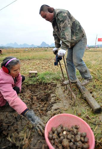 12月11日,在廣西桂林市荔浦縣修仁鎮(zhèn),兩名村民在挖馬蹄。 新華社記者 陸波岸 攝