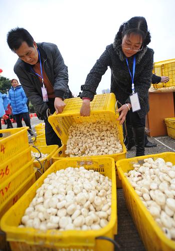 12月12日,在廣西桂林市荔浦縣荔江河畔,工作人員在將削好的馬蹄匯總準備稱重。 新華社記者 陸波岸 攝