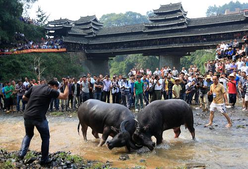 廣西三江:“牛王爭霸”鬧金秋 10月4日,在廣西三江縣獨峒鄉(xiāng)岜團風(fēng)雨橋畔,兩頭公牛在水中“較勁”。 當日,廣西三江侗族自治縣獨峒景區(qū)舉行“百年岜團橋 金秋歡樂游”活動,蘆笙踩堂、百家宴、“牛王爭霸”等侗鄉(xiāng)民俗齊綻異彩,讓在國慶長假前來旅游觀光的游客情醉忘歸。 新華社發(fā)(譚凱興 攝)