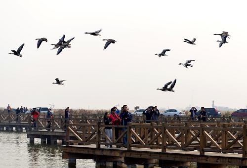 10月19日,游客在山東東營黃河三角洲自然保護(hù)區(qū)鳥類救護(hù)中心游覽觀光。 近年來,位于山東省東營市東北部的黃河入海口三角洲自然保護(hù)區(qū)采取濕地補(bǔ)水修復(fù)、生態(tài)林場(chǎng)建設(shè)、鳥類科普救護(hù)中心建設(shè)、鳥群生態(tài)監(jiān)控等措施,使得保護(hù)區(qū)內(nèi)的鳥群種類和數(shù)量逐年增加。目前,保護(hù)區(qū)內(nèi)共有鳥類300多種,每年春、秋候鳥遷徙季節(jié),數(shù)百萬只鳥類在這里捕食、棲息,這里已經(jīng)成為東北亞內(nèi)陸和環(huán)西太平洋鳥類遷徙重要的中轉(zhuǎn)站、越冬棲息地和繁殖地。 新華社發(fā)(董乃德 攝)