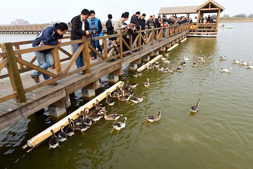 10月19日,游客在山東東營黃河三角洲自然保護(hù)區(qū)鳥類救護(hù)中心游覽觀光。 近年來,位于山東省東營市東北部的黃河入??谌侵拮匀槐Wo(hù)區(qū)采取濕地補(bǔ)水修復(fù)、生態(tài)林場(chǎng)建設(shè)、鳥類科普救護(hù)中心建設(shè)、鳥群生態(tài)監(jiān)控等措施,使得保護(hù)區(qū)內(nèi)的鳥群種類和數(shù)量逐年增加。目前,保護(hù)區(qū)內(nèi)共有鳥類300多種,每年春、秋候鳥遷徙季節(jié),數(shù)百萬只鳥類在這里捕食、棲息,這里已經(jīng)成為東北亞內(nèi)陸和環(huán)西太平洋鳥類遷徙重要的中轉(zhuǎn)站、越冬棲息地和繁殖地。 新華社發(fā)(董乃德 攝)