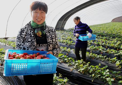 河套平原種草莓 科技引領高效農(nóng)業(yè) 1月10日,巴彥淖爾市思拜恩草莓種植園的工人在大棚里采摘新鮮草莓。 近年來,位于河套平原的內(nèi)蒙古自治區(qū)巴彥淖爾市鼓勵引導農(nóng)民和投資者發(fā)展設施農(nóng)業(yè),改善農(nóng)業(yè)產(chǎn)業(yè)結(jié)構(gòu),促進現(xiàn)代農(nóng)業(yè)發(fā)展。巴彥淖爾市臨河區(qū)烏蘭圖克鎮(zhèn)思拜恩草莓種植園的投資者看中這里晝夜溫差大、降水少等有利于草莓生長的因素,利用生物技術改良鹽堿板結(jié)土地,發(fā)展大棚草莓種植。該種植園引進國際優(yōu)良品種和先進的水肥一體化滴灌設備,對草莓生長的全過程實行科學的精細化管理,生產(chǎn)出安全優(yōu)質(zhì)的草莓,并通過品種搭配,實現(xiàn)全年12個月都有新果出產(chǎn)。 新華社記者 徐亮 攝